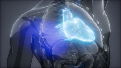 Examen-De-Radiología-Del-Corazón-Humano
